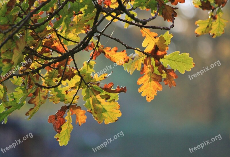 Oak Oak Leaves Fall Foliage Autumn Colours Colorful Leaves