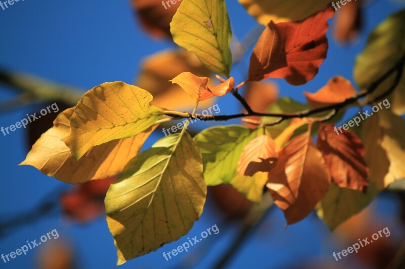 Beech Beech Leaves Fall Foliage Autumn Colours Colorful Leaves