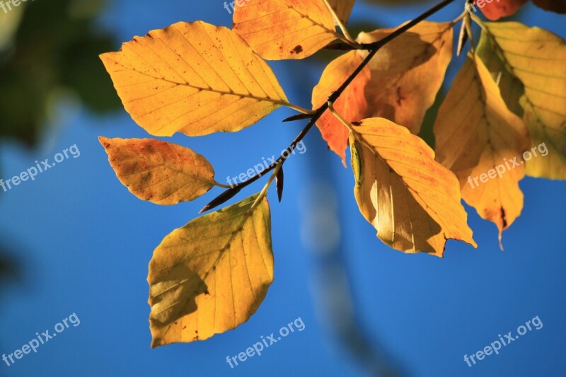 Beech Beech Leaves Fall Foliage Autumn Colours Colorful Leaves