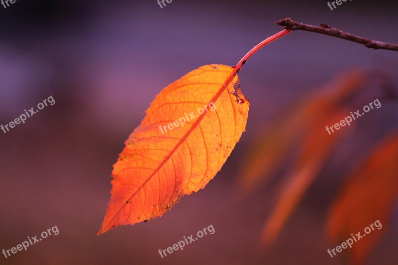 Fall Foliage Autumn Colours Colorful Leaves Autumn Leaf