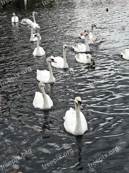 Swans Water Bird Nature Lake