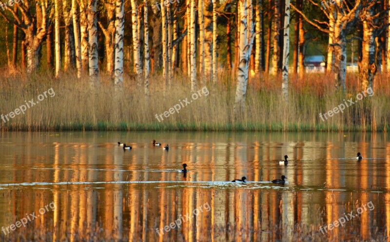 Lake Waterfowl Reflections Norrbotten Norrland