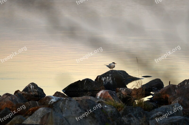 Lake Stones Bird Nature Stone