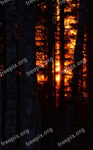 Forest Sunrise Glow Tree Beautifully