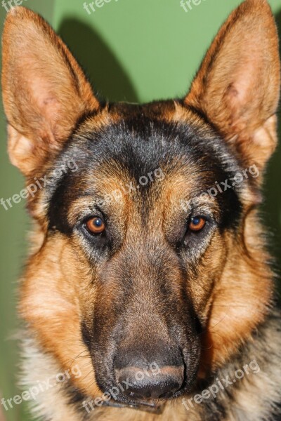 German Shepherd Dog Animals Domestic Animals Dog Smiling