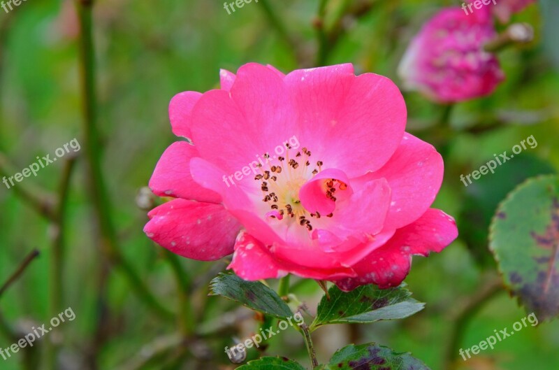 Rose Red Pink Symbol Blossom