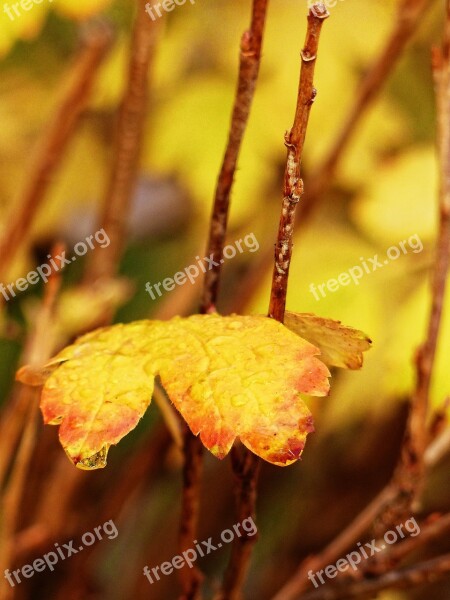 Foliage Golden Fall Autumn Leave