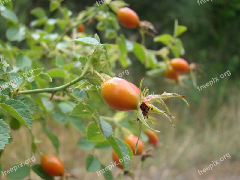 Rosehip Fruit Nature Garden Red