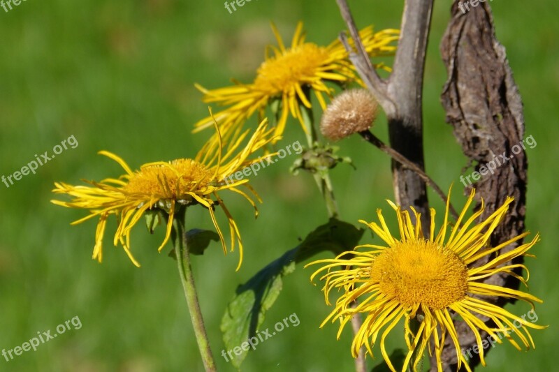 Inula Composites Blossom Bloom Seeds Was