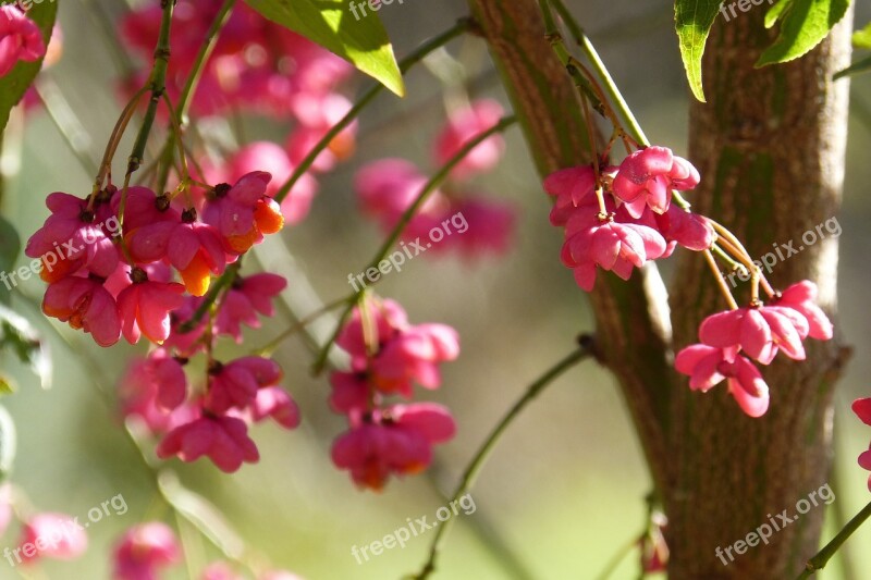 Spindle Fortunei Euonymus Europaeus Ornamental Shrub Red