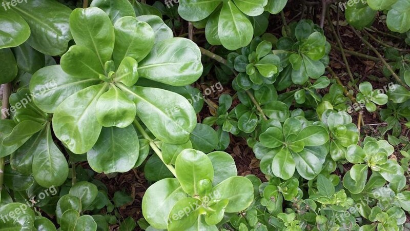 Plant Plants Nature Green Leaf