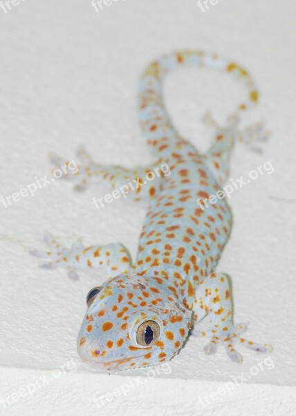 The Gecko Lizard Thailand Reptile Free Photos