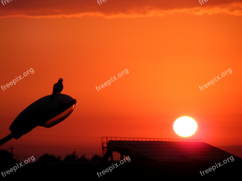 East Sun Lantern Birds Sky