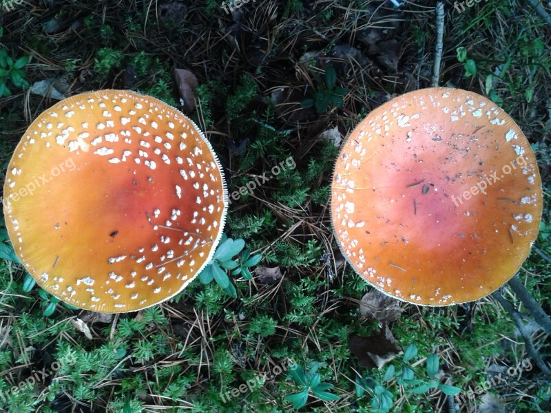 Mushroom Fungi Nature Forest Autumn