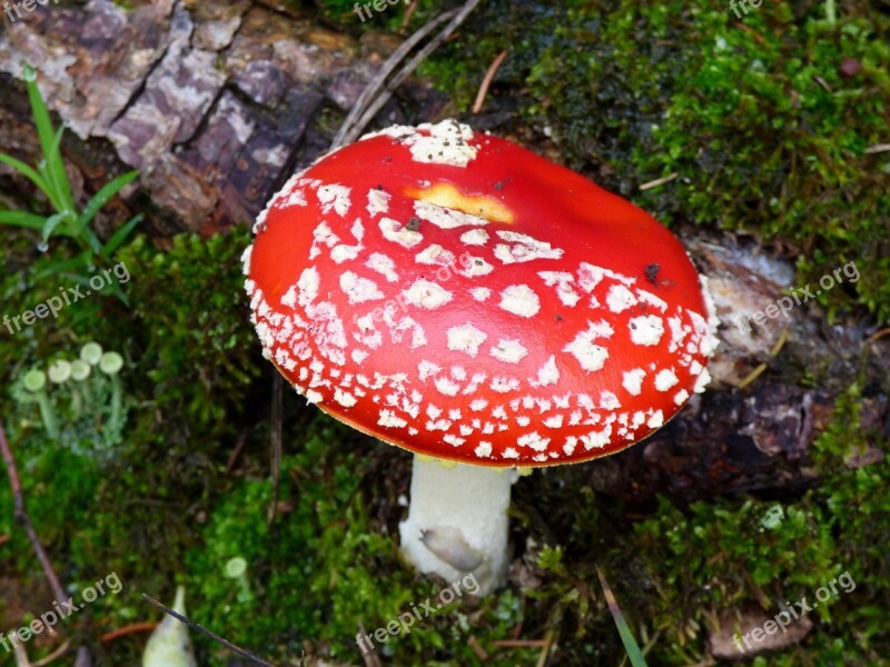 Mushroom Red White Dots Moss Forest