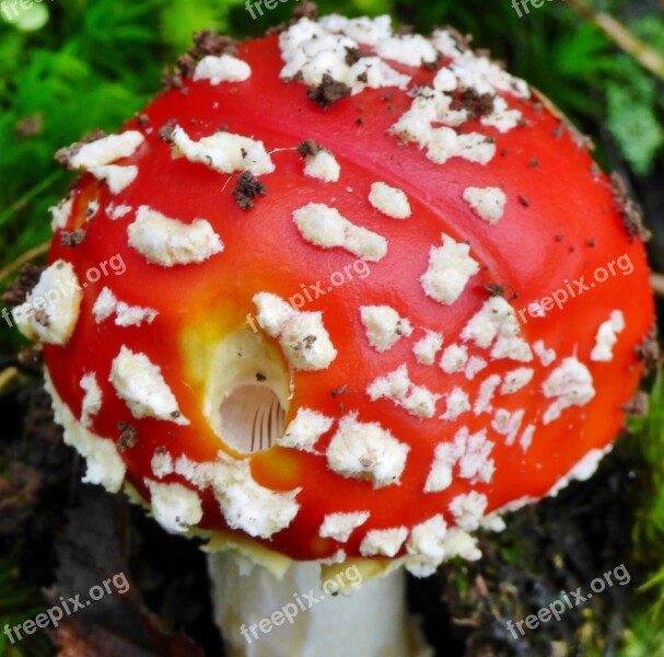 Mushroom Red White Dots Autumn Nature