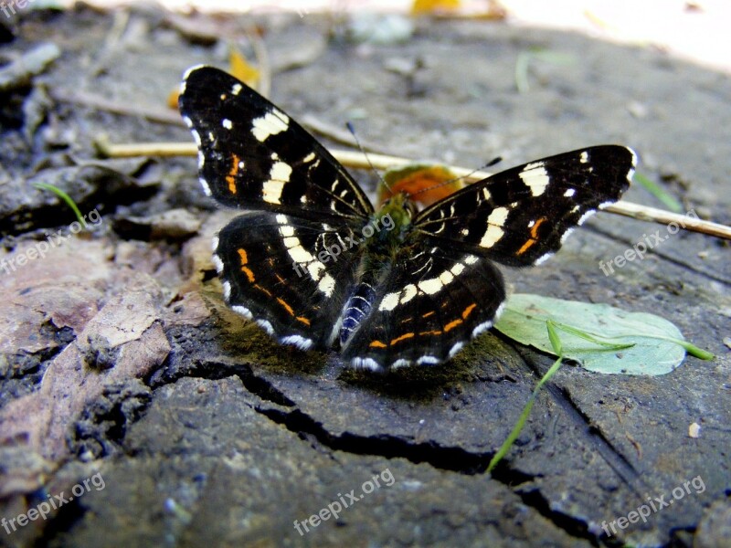 Butterfly Ground Nature Grass Insecta