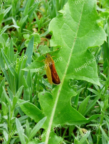 Butterfly Brown Butterfly Bug Garden Nature