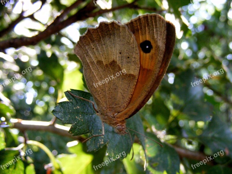 Butterfly Brown Leaf Flower Green