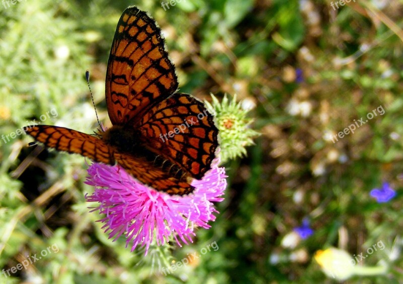 Butterfly Brown Yellow Flower Green