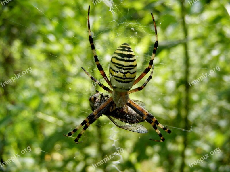 Spider Insecta Feet Branch Tree