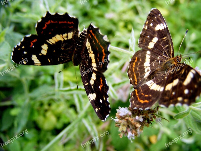 Butterfly Brown Leaf Flower Green