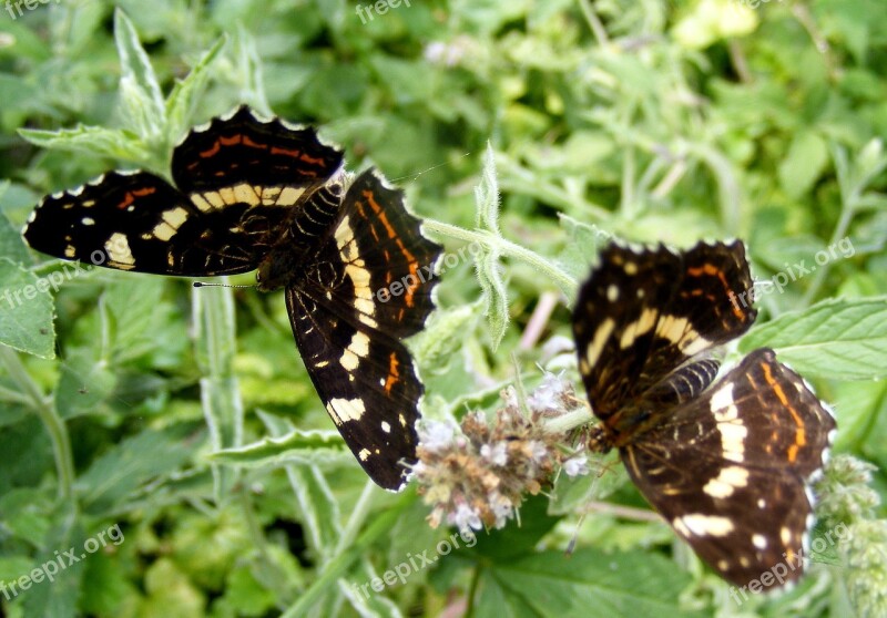 Butterfly Brown Leaf Flower Green