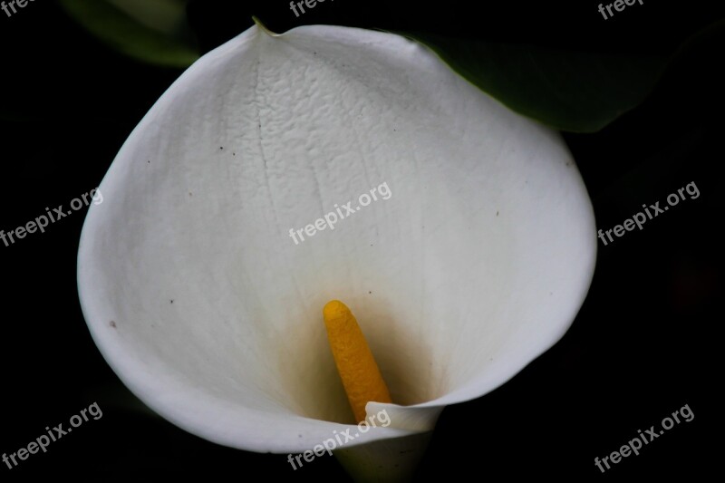 Glass Of Milk Flower Nature Garden Flowers