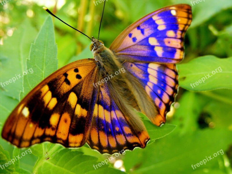 Butterfly Yellow Blue Leaf Flower