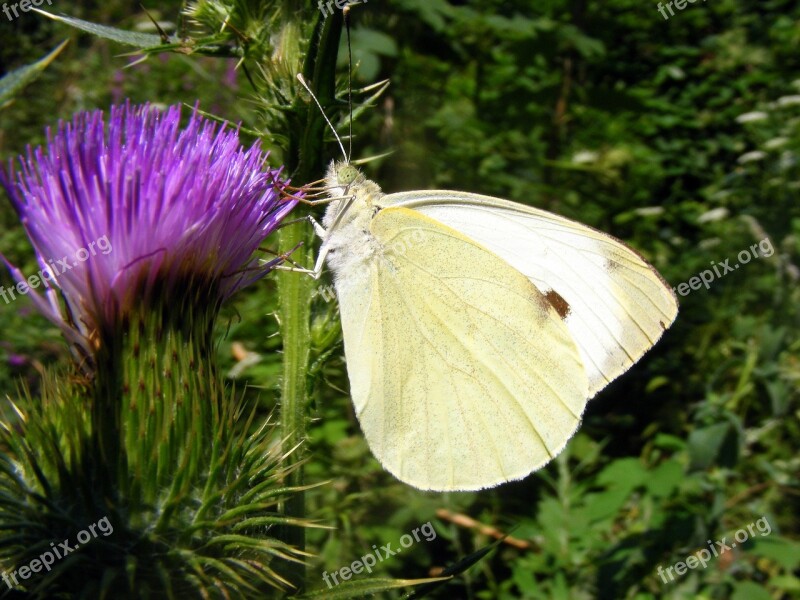 Brimstone Butterfly White Flower Mov