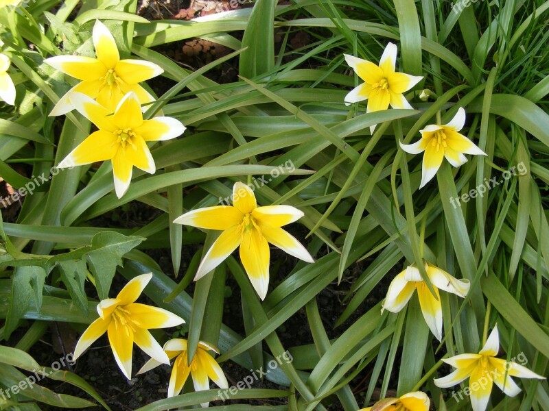 Tulips Yellow Green Leaves Plants