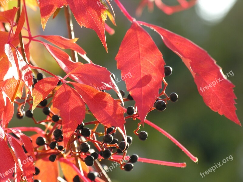 Vine Wine Leaf Autumn Wine Leaves