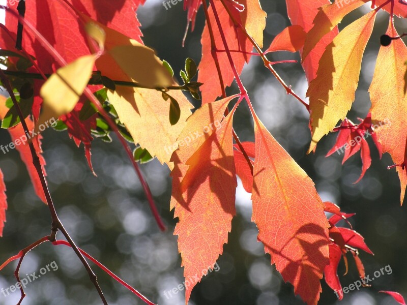 Vine Autumn Wine Wine Leaf Leaves