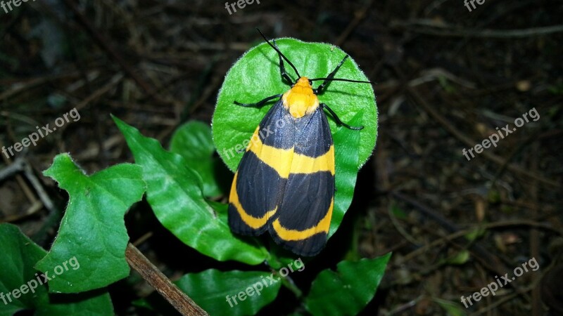 Butterfly Moth Insect Nature Animals