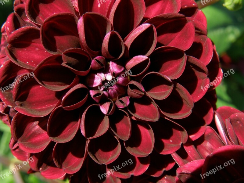 Dahlia Red Flower Free Photos