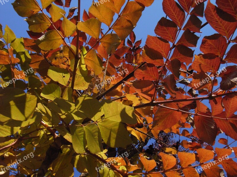 Deciduous Forest Autumn Yellow Orange Free Photos