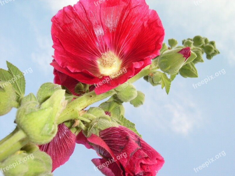 Hollyhock Blue Sky Button Red Free Photos