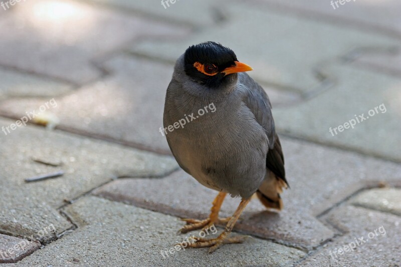 Mynah Bird Nature Animal Animals