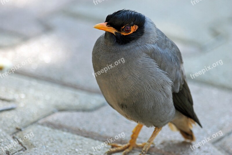 Mynah Bird Nature Animal Animals