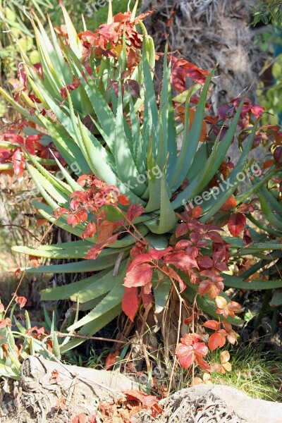 Cactus Nature Green Plant Leaves