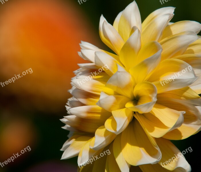 Happier Dahlia Dahlia Yellow Garden Flowers