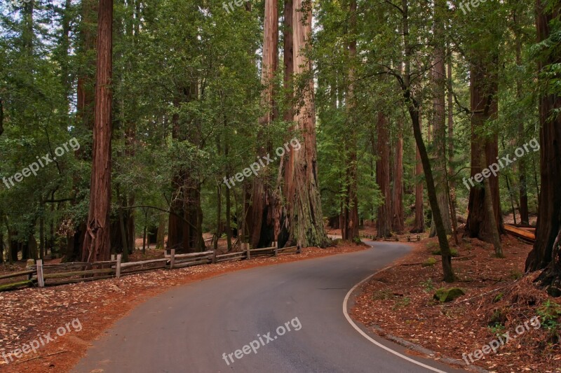 Redwoods Forest Trees Road National Park