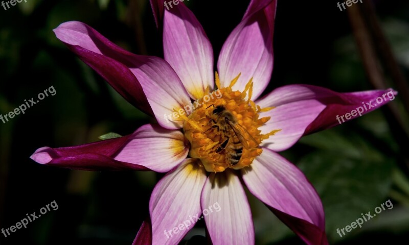 Star Dahlia Dahlia Flower Garden Lilac