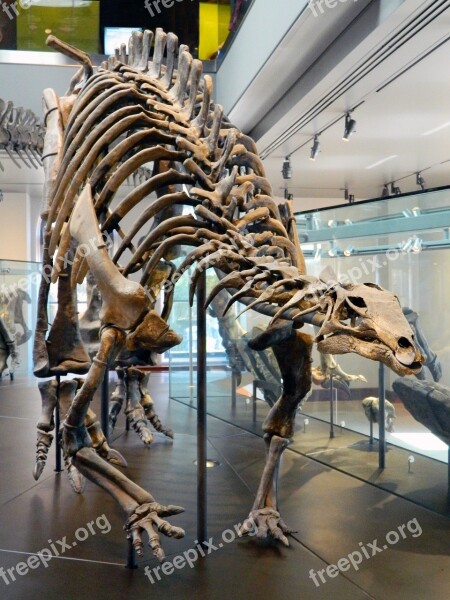 Dinosaur Jurassic Bones Museum Skeleton