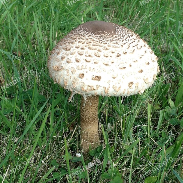 Giant Screen Fungus Mushrooms Boletes Parasol Nature