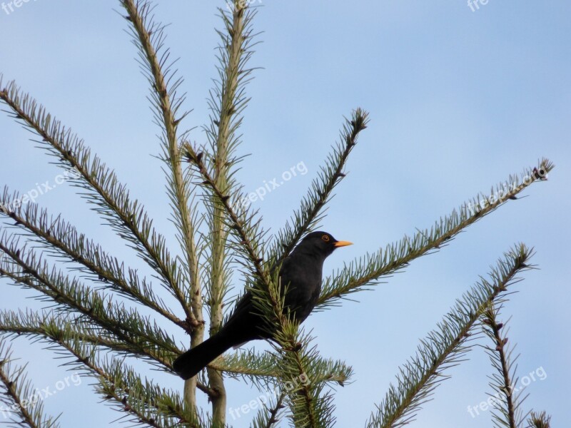 Blackbird Bird Treetop Nature Den