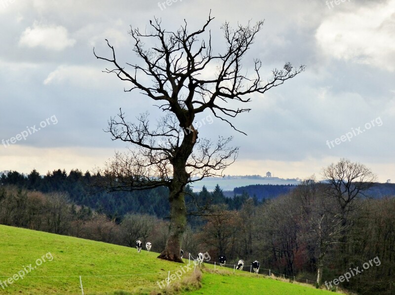 Tree Erratic Landscape Cows Nature