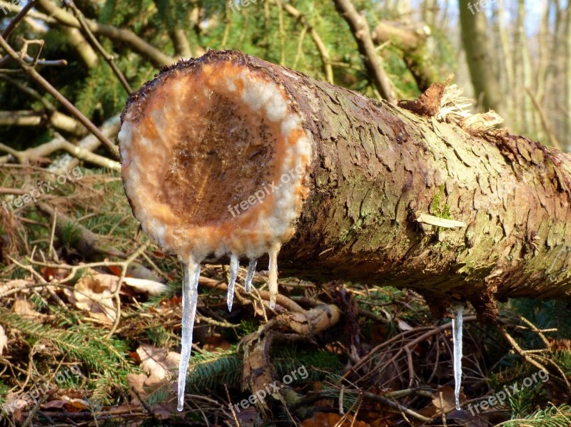 Tree Trunk Resin Icicles Nature Free Photos