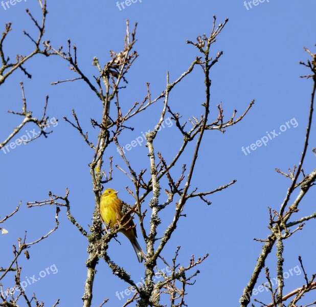 Yellowhammer Bird Treetop Blue Sky Free Photos