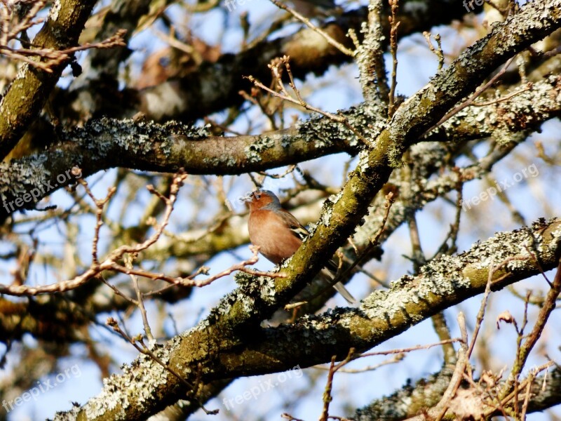 Check Bird Tree Branch Nature